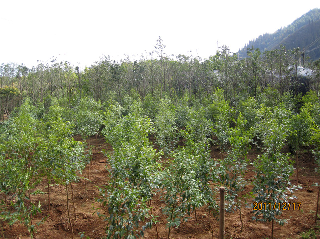 昆明高?；兀ㄋ模?高海苗圃