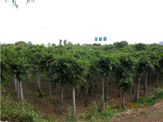 昆明高?；兀ǘ?高海苗圃